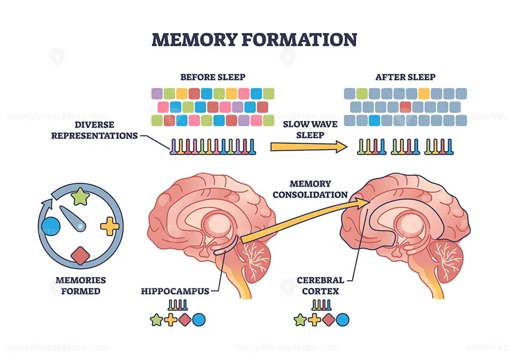 Diagram showing memory formation with diverse representations before sleep, slow wave sleep, and memory consolidation from hippocampus to cerebral cortex.
